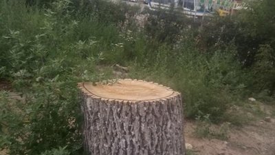 У Львові зрізали здорові дерева (ФОТО)