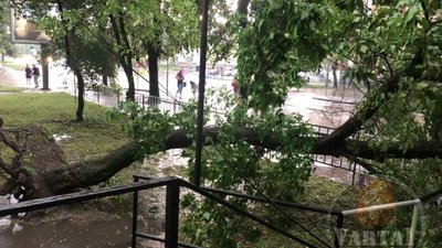 У Львові дерево перекрило вхід до аптеки (ФОТО)