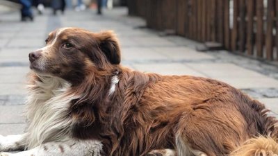 У Львові помер перший собачий мер Каштанчик