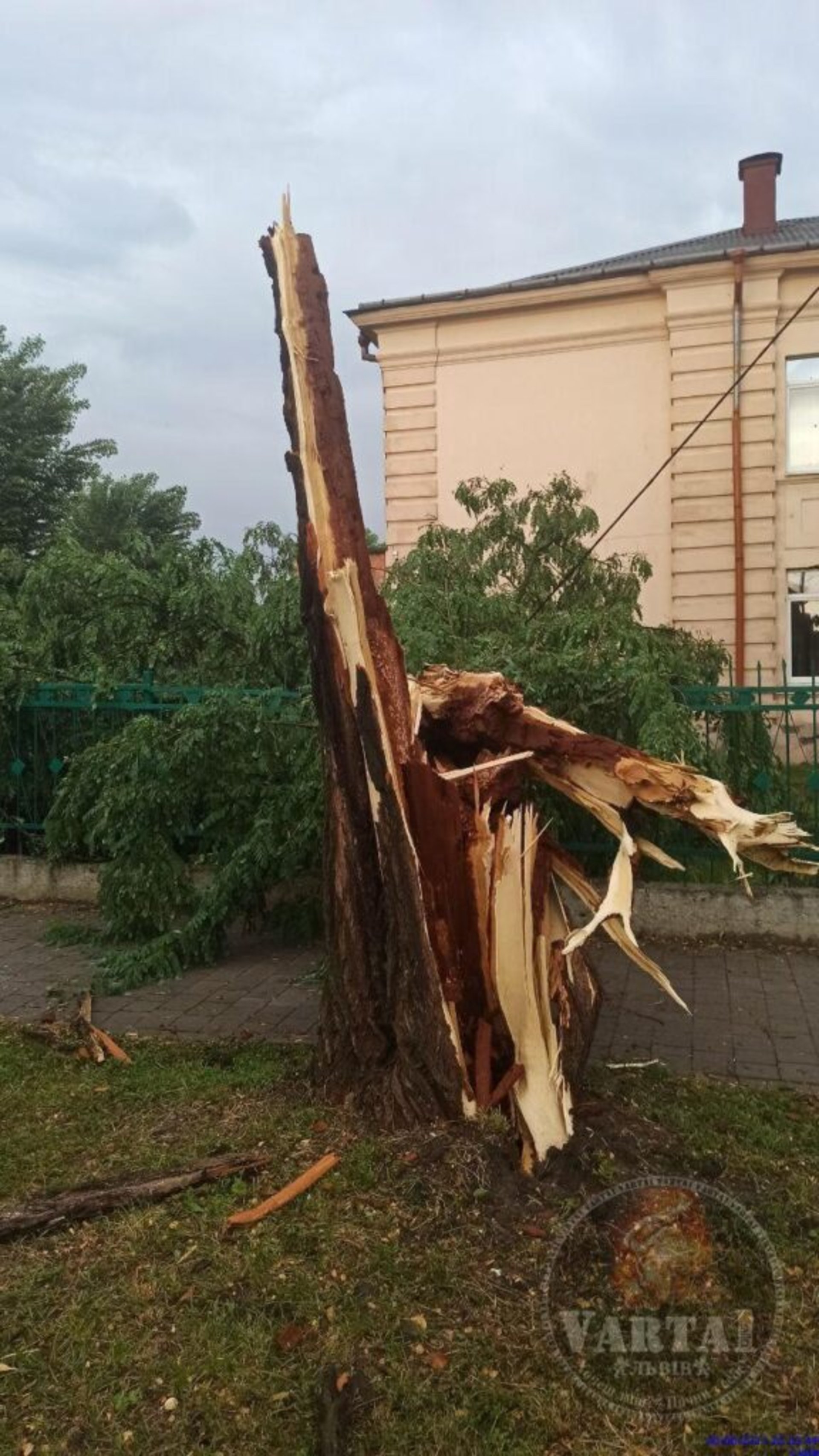 У Львові на Левандівці негода повалила дерева