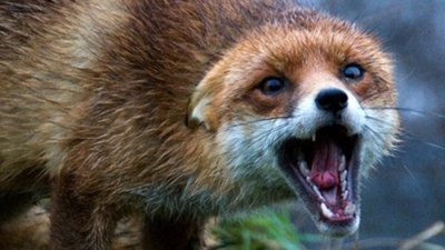 У Львові зафіксовано випадок сказу: домашніх тварин вакцинуватимуть безкоштовно