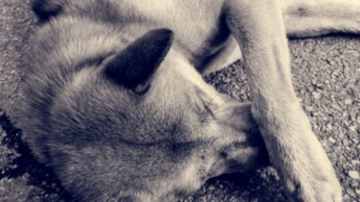 На Львівщині не вщухає скандал навколо знущання школярів над собакою