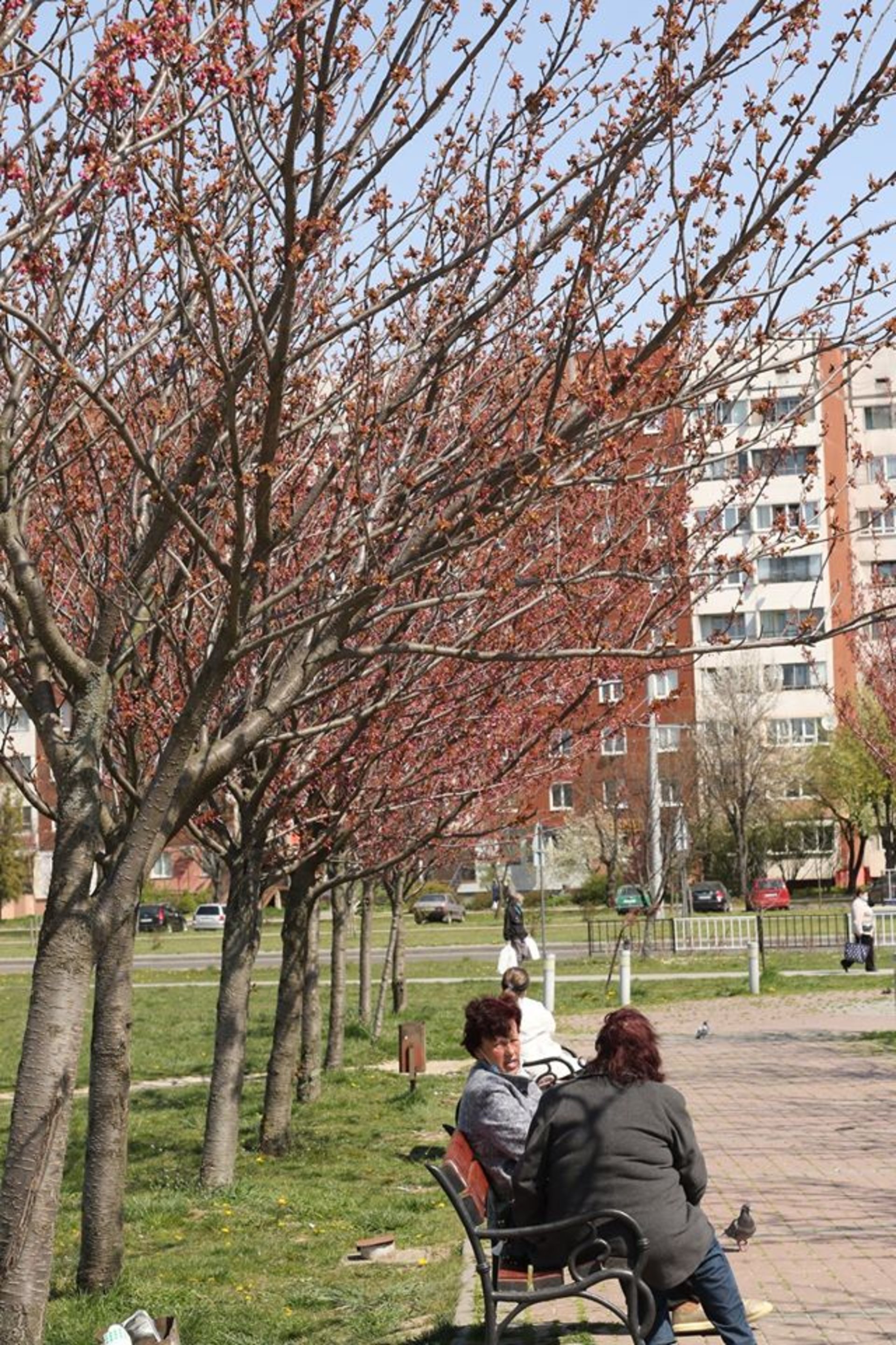 На Сихові починають цвісти сакури. Фото: Ena Shen.