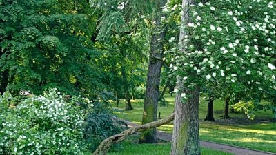 У центрі Львова зацвіла 100-річна бузина