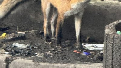 У центрі Львова знову бігала лисиця