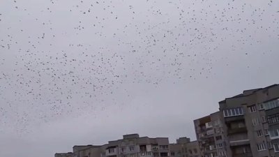 Місто на Львівщині  заполонили зграї ворон (ВІДЕО)