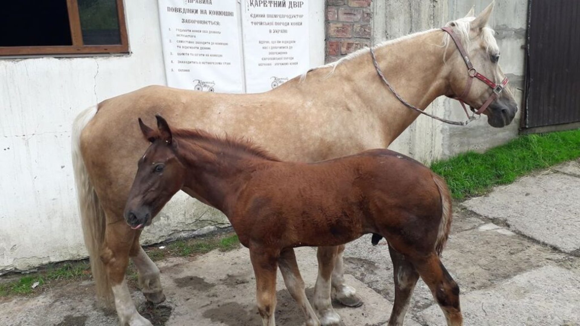 У Львові розводять рідкісну породу коней. Фото: Суспільне Львів