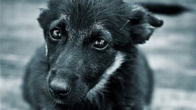 У Червонограді курячими лапками потруїли безпритульних тварин