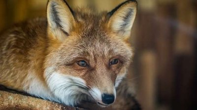 У Львові на території дитячого садка помітили лисицю (ВІДЕО)