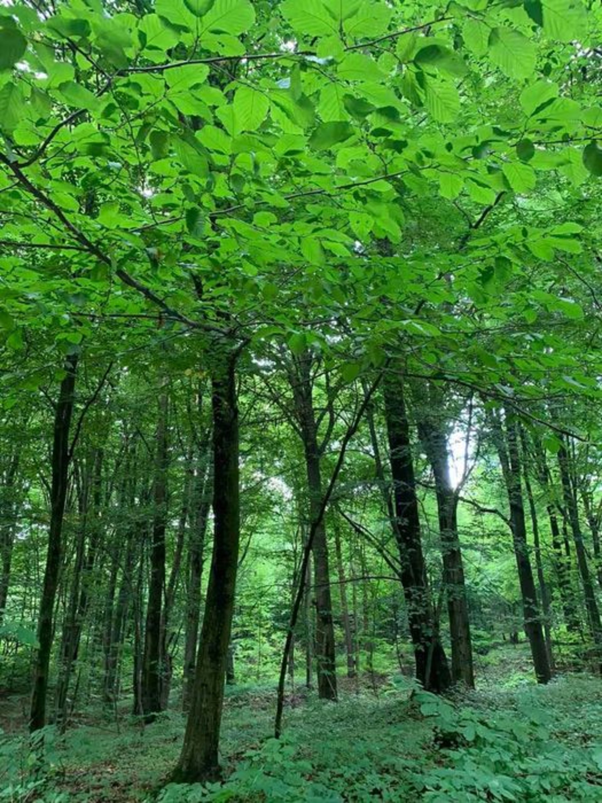 У Яворівському національному парку продають 3 га землі під курорт