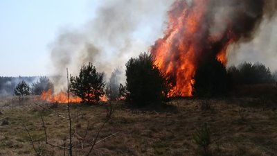 Як на Яворівщині сильна пожежа охопила ліс (ФОТО)