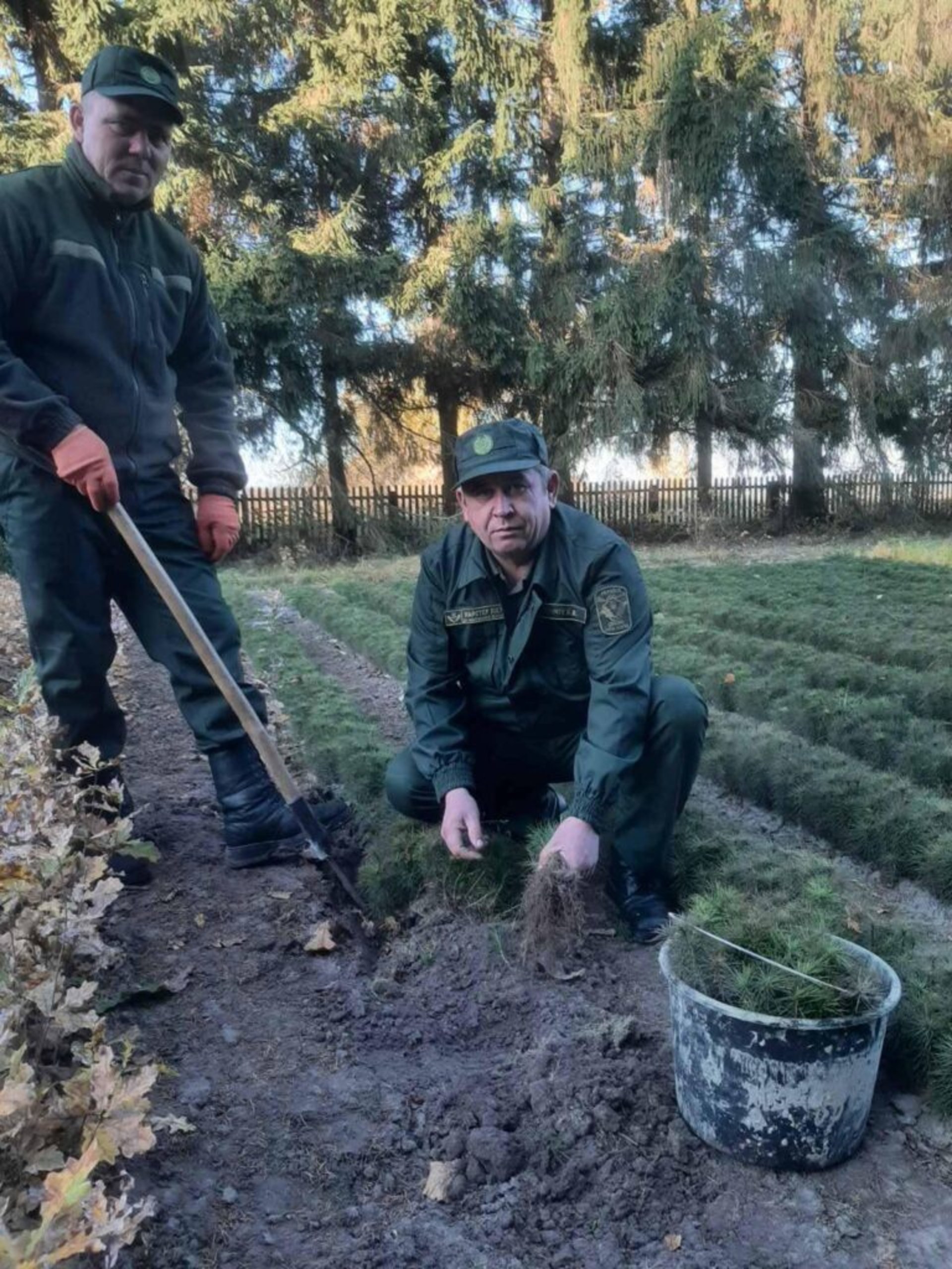 45480 сіянців дерев висадили на лісових локаціях ДП "Жовківський лісгосп"