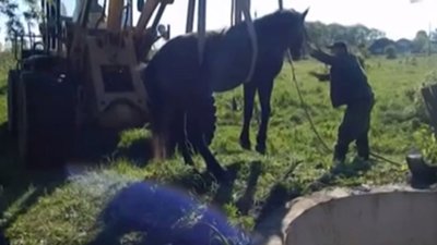 На Пустомитівщині екскаватором рятували коня