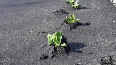 Крізь дороги Зеленського, збудовані у листопаді 2019, почали пробиватися рослини, - Омелян (ФОТО)