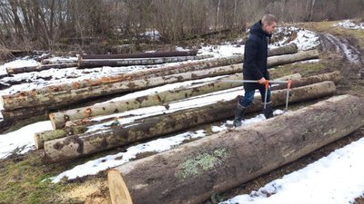 На Львівщині продовжують незаконно зрубувати дерева (ФОТО)