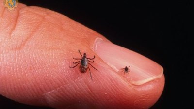У Львові 107 осіб захворіли на лайм-бореліоз