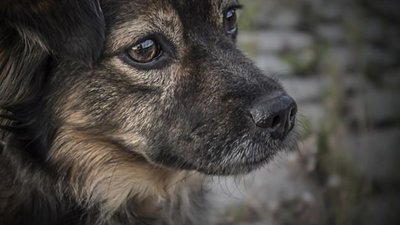 На Львівщині чоловік викинув собаку посеред поля і втікав від свідків (ВІДЕО)