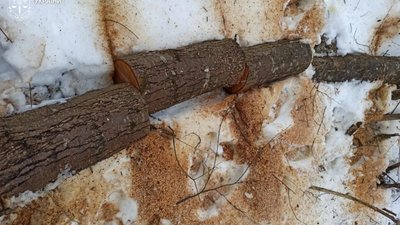 На Львівщині "напиляли" дров на майже 1,2 млн грн