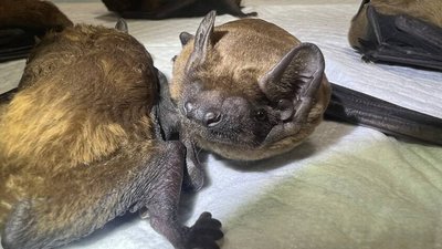 У Львові випустять на волю кажанів