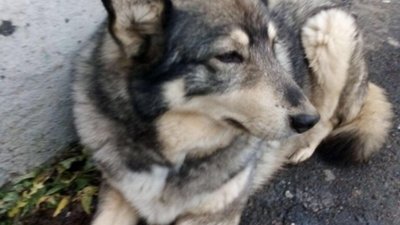 У Львові після ремонту вулиці Степана Бандери просять врятувати собаку (ФОТО)