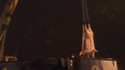 На трасі перевернулася фура із свинячими тушами, яка прямувала до Львова (ВІДЕО)