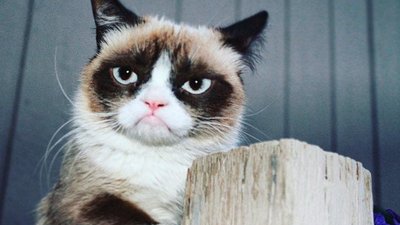 Grumpy Cat: померла найбільш сердита кішка у світі