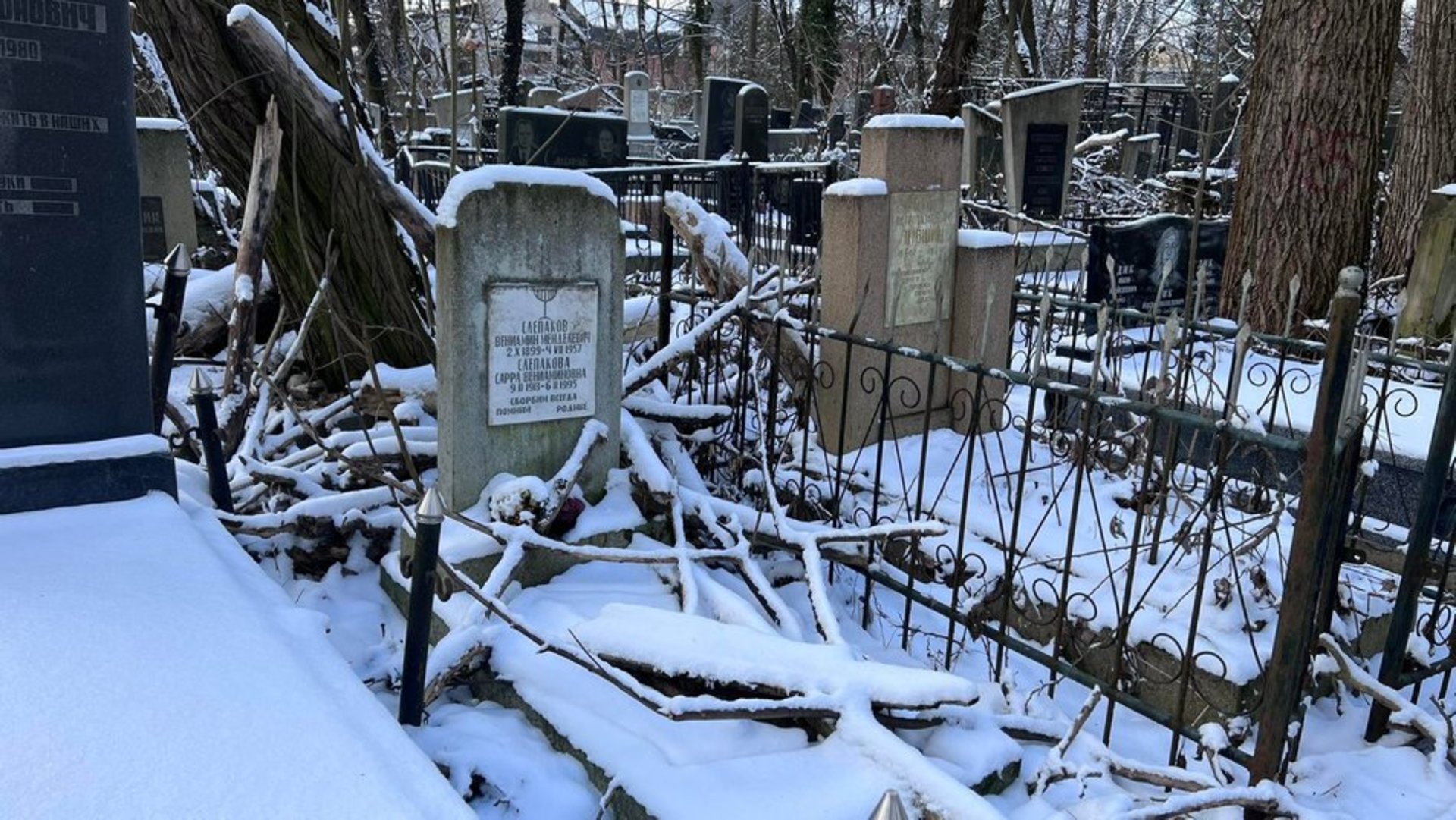 У Львові на Янівському цвинтарі є понад 220 аварійних дерев