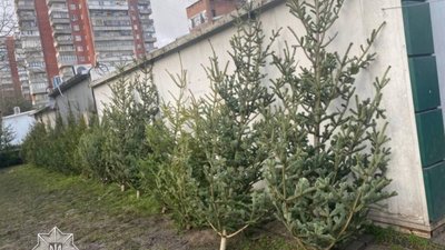 У Львові перевірили законність продажу ялинок