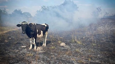 На Львівщині за добу 42 рази гасили суху траву