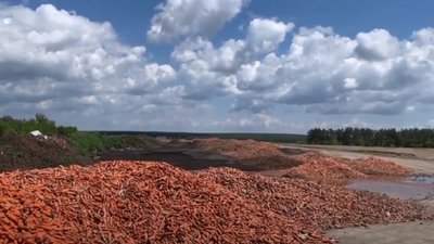 Біля Києва збанкрутілий фермер викинув у поле тонни моркви (ВІДЕО)