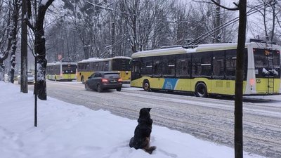 У Львові обірвалась контактна мережа тролейбусів