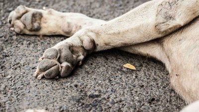 Водійка Toyota заплатить штраф за на смерть збиту собаку на Львівщині