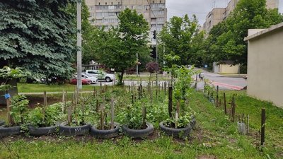 У Львові біля будинку росте грядка (ФОТО)