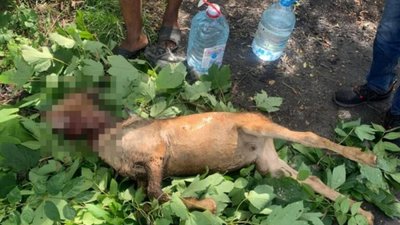 У Львові іноземці у парку зарізали козу і смажили її на вогні (ФОТО)
