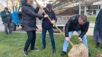 У Львові посварились через дерево (ВІДЕО)