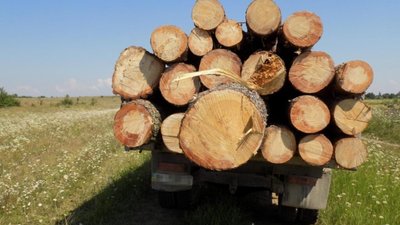 У Яворівському районі крадуть ліс (ФОТО)