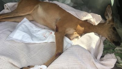 На Львівщині просять допомогти козулі, яка потрапила у пастку