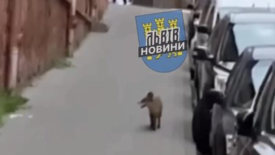 У Львові вулицями бігає лисиця (ВІДЕО)