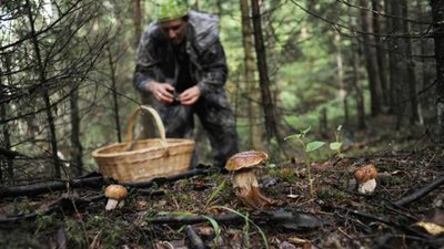 На Яворівщині мисливець під час полювання підстрелив грибника