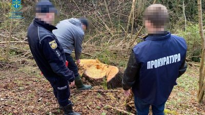 На Львівщині незаконно рубали смереки