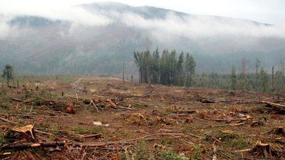 Як насправді виглядають санітарні рубки в Карпатах