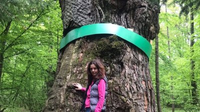 На Сокальщині розшукують  велетенські дерева
