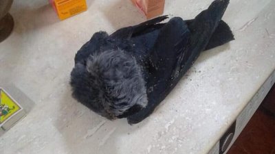 На Львівщині 4-річний хлопчик загинув через ворону