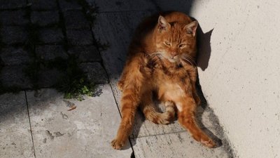 На Яворівщині скажений кіт відправив до лікарні чотирьох людей