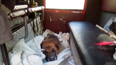 У Трускавці врятували від загибелі в озері вівчарку (ФОТО)