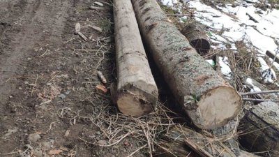 На Старосамбірщині встановлюють походження незаконно зрізаної деревини цінних порід