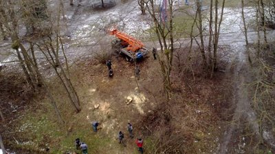 У Львові знищили здорові дерева (ФОТО)
