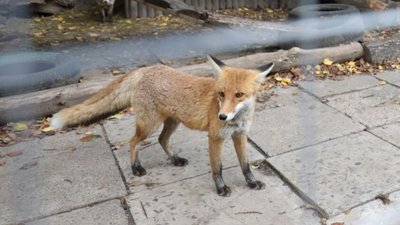 У Львові у спальному районі бігає лисиця