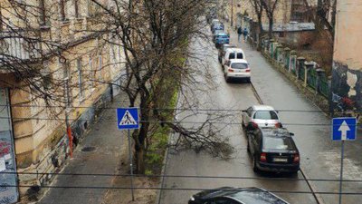 У Львові гілка дерева впала на проїжджу частину (ФОТО)
