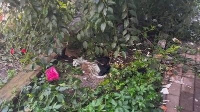 У Львові комунальники забувають виконувати свою роботу (ФОТО)